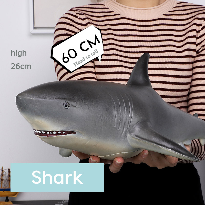 Shark (no sound)